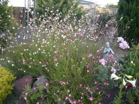 Photo: Grevillea Nursery